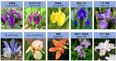 アヤメ科の花々