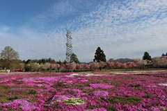 赤城南面千本桜